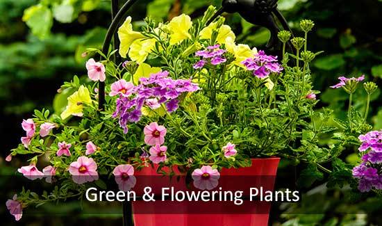 Green & Flowering Plants, Same-Day Delivery Service
