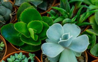 Frank Gallo Florist Green, Flowering and Succulent Plants Same-Day Delivery Service