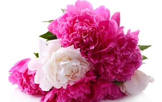 Frank Gallo Florist Supports Breast Cancer Awareness