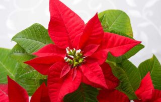 blossoms poinsettia - a symbol of Christmas