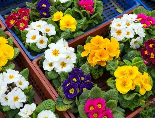 Decorating Churches with Plants During the Winter Months Creates a Welcoming Atmosphere