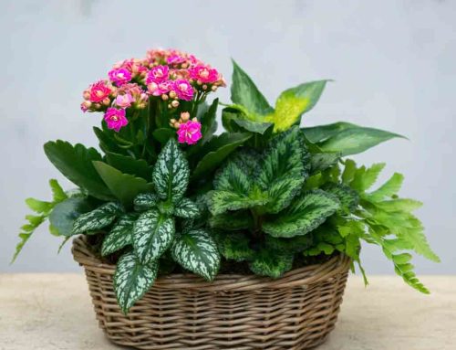 Fall Plant and Flower Gifts are Great to Celebrate Cooler Weather and the Excitement of College Football