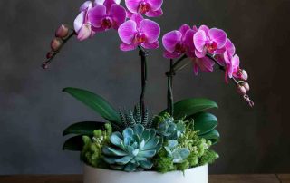 Mixed Green Plants and Orchids in Garden Dish