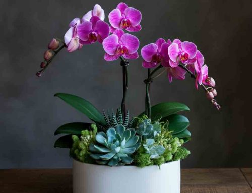 Bring Nature and Excitement to Classrooms and Send Back to School Plants